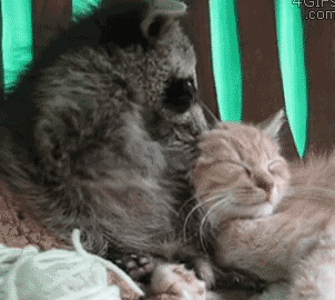 미안했던 너구리.gif | 인스티즈