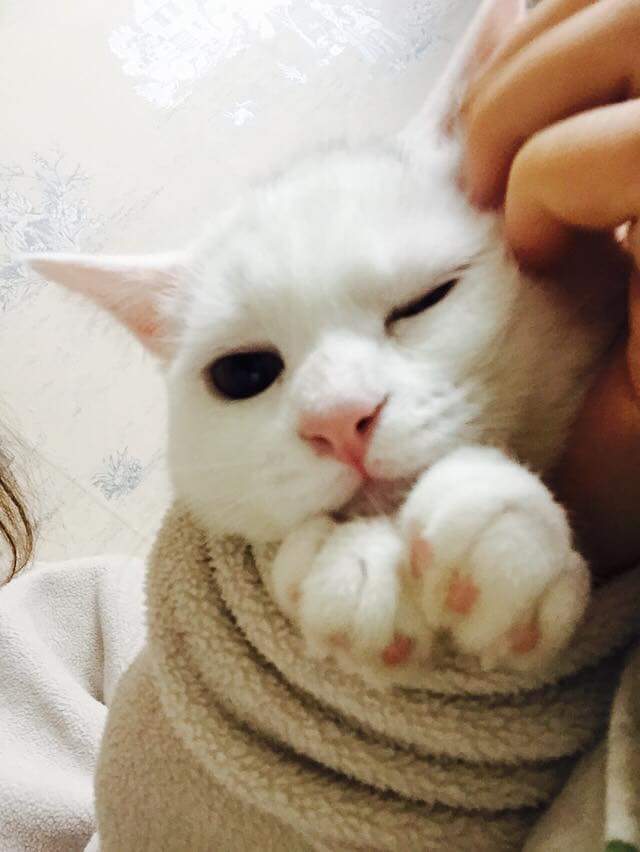 자고 일어난 사이에 살찐줄.jpg | 인스티즈