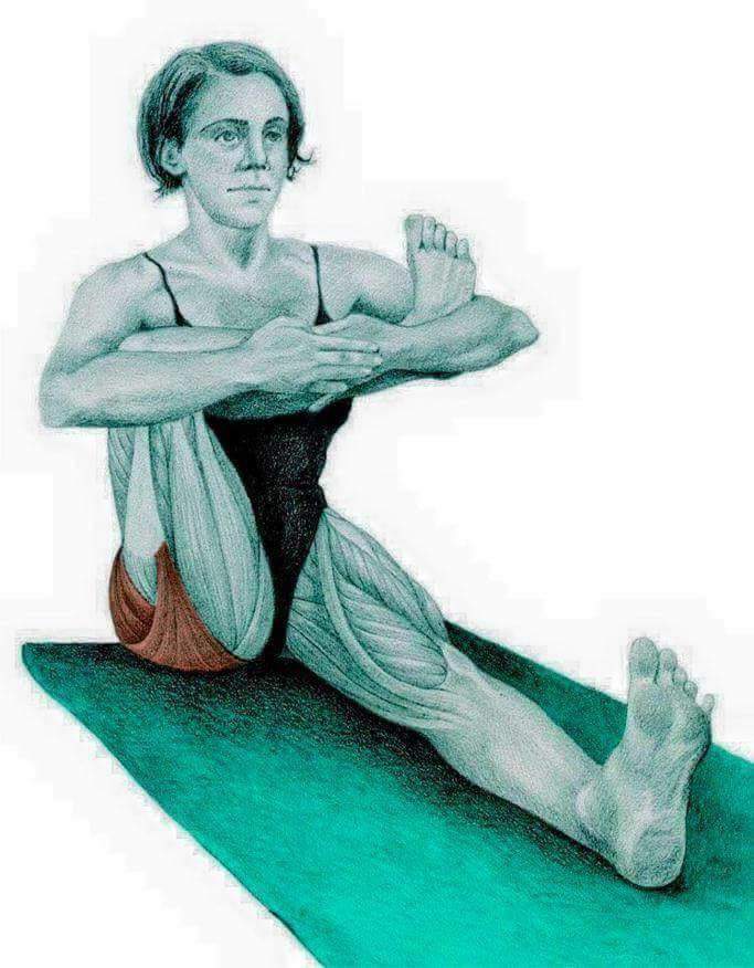 각 스트레칭별 자극이 가는 부위들 | 인스티즈