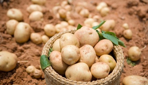 감자vs고구마 | 인스티즈