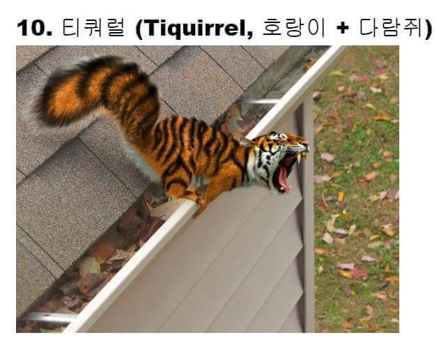 교배성공한 희귀동물들 | 인스티즈