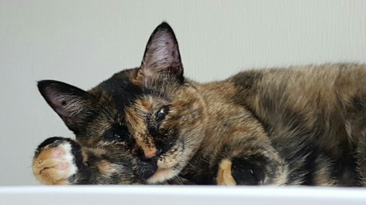 9냥이네 | 인스티즈