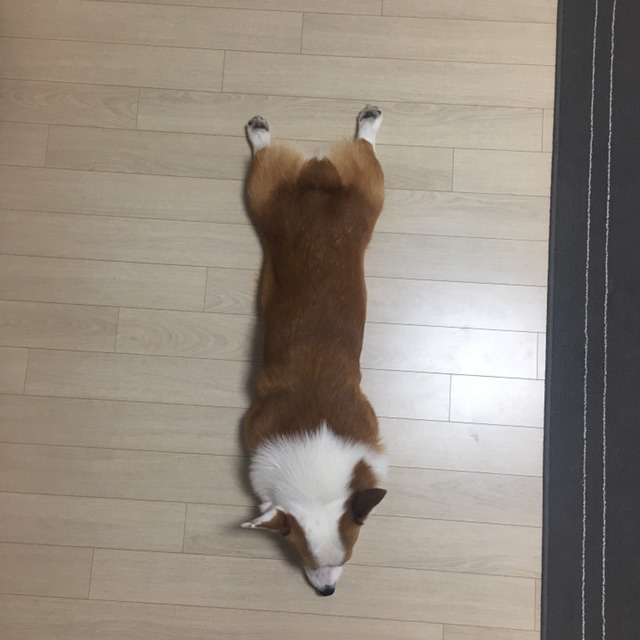 [데이터주의] 우리집 코시엘니 | 인스티즈