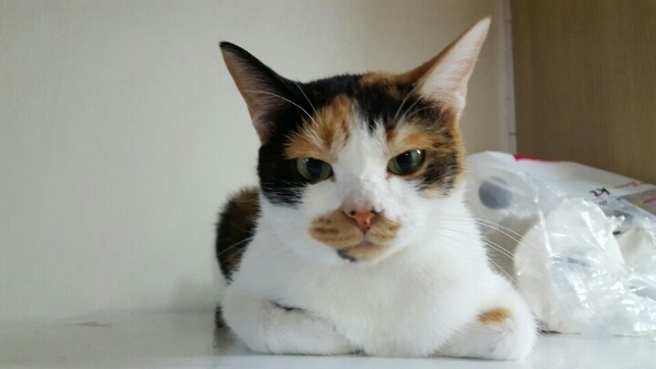 9냥이네 | 인스티즈