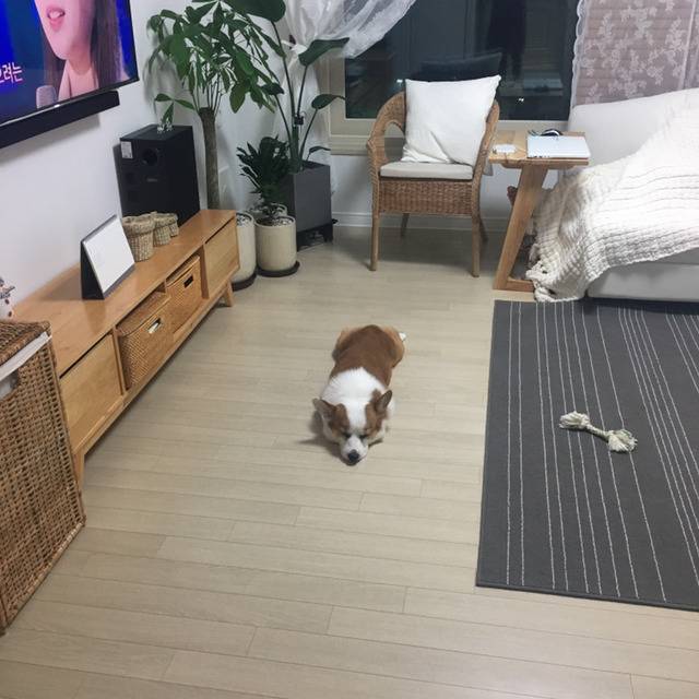 [데이터주의] 우리집 코시엘니 | 인스티즈