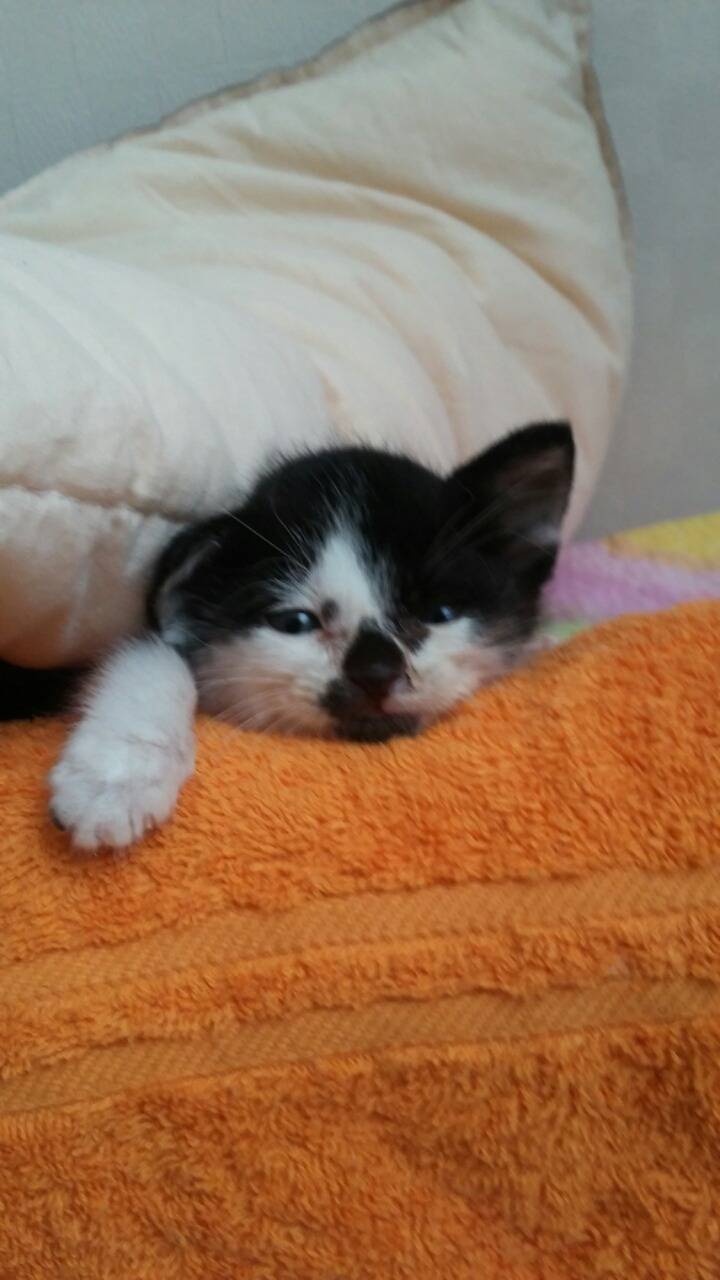 9냥이네 | 인스티즈