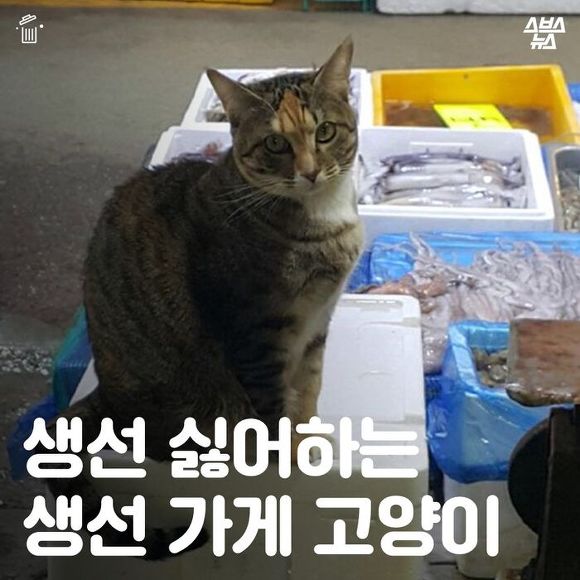  생선 싫어하는 생선 가게 고양이 | 인스티즈