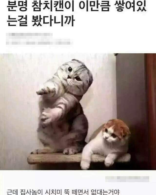 내말좀 들어보라냥!! | 인스티즈