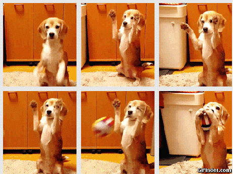 개는 정말로 주인을 사랑할까? | 인스티즈