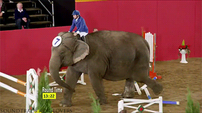 자주보기 힘든 코끼리의 점프장면 | 인스티즈