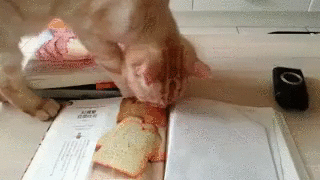 [데이터주의] 야옹이 | 인스티즈