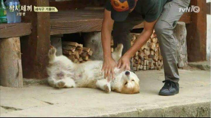 강아지가 안 보일때 꿀팁 | 인스티즈