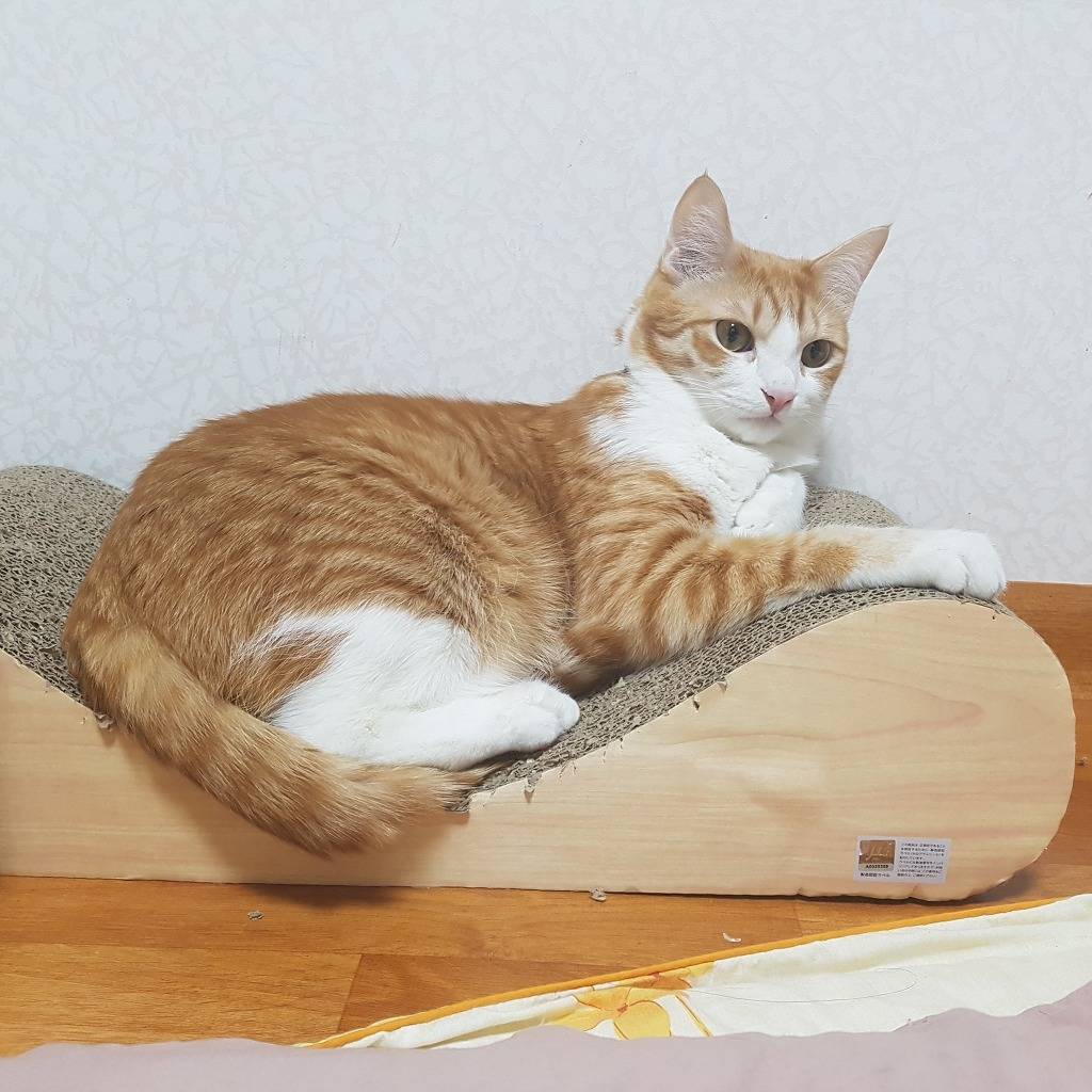 사랑스런 저희집 냥이입니다~ | 인스티즈