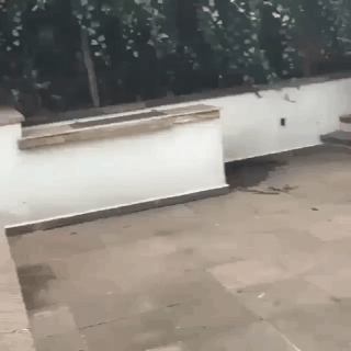 주인을 엄청 좋아하는 냥이.gif | 인스티즈