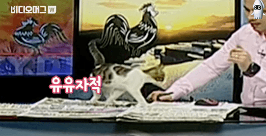 터키 생방송중 고양이 난입 | 인스티즈