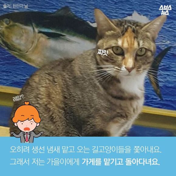  생선 싫어하는 생선 가게 고양이 | 인스티즈