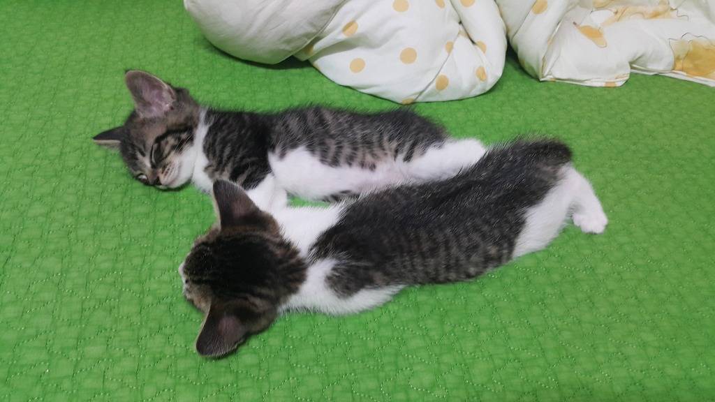 저희집 고양이 | 인스티즈