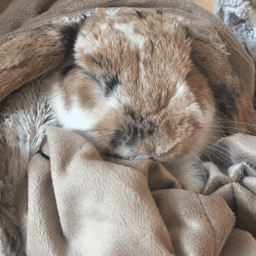 [토끼] 토끼.gif (데이터 주의) | 인스티즈