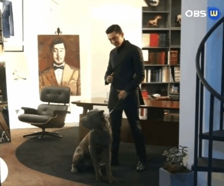 견종 이야기 - 케인 코르소 | 인스티즈