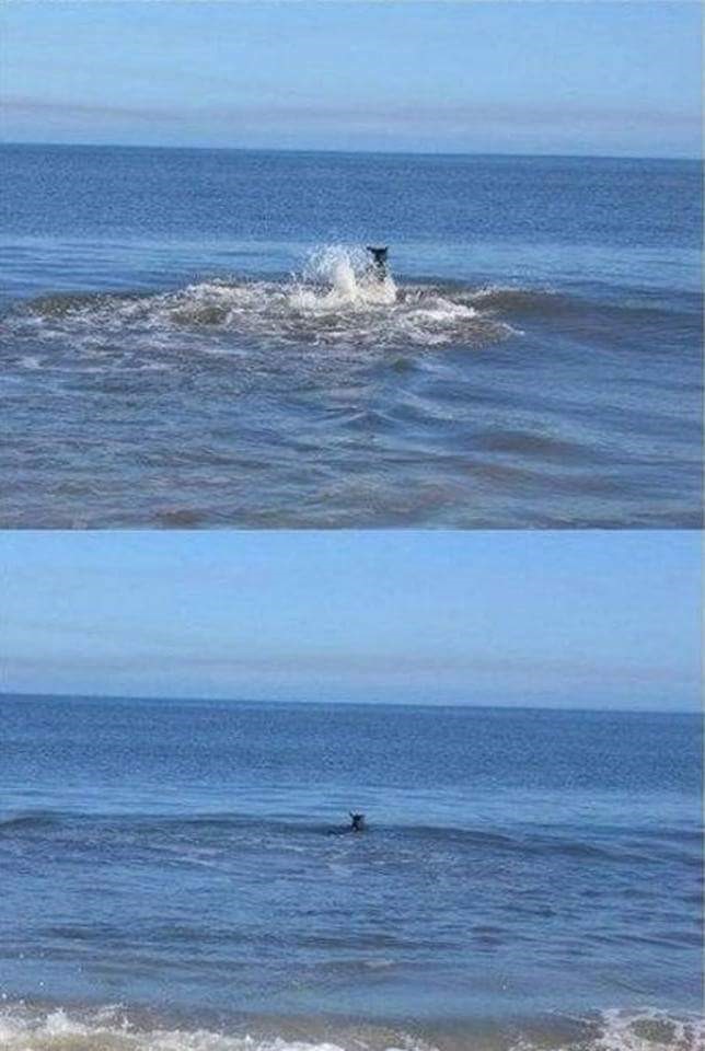 자살을 선택한 캥거루....... | 인스티즈