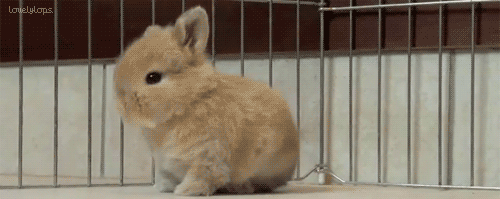 [토끼] 토끼.gif (데이터 주의) | 인스티즈