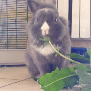 [토끼] 토끼.gif (데이터 주의) | 인스티즈