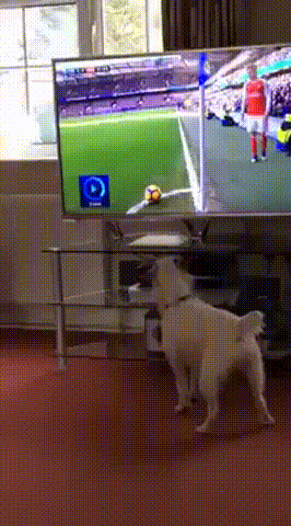 언론에게 농락당하는 순간.gif | 인스티즈