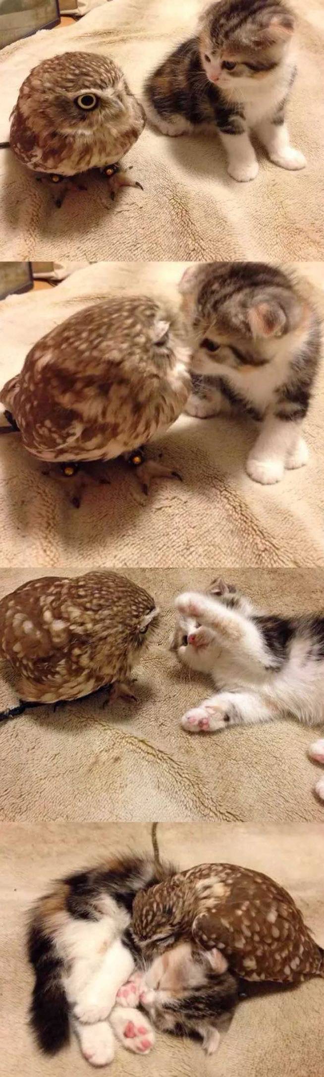 새끼 부엉이와 고양이 | 인스티즈