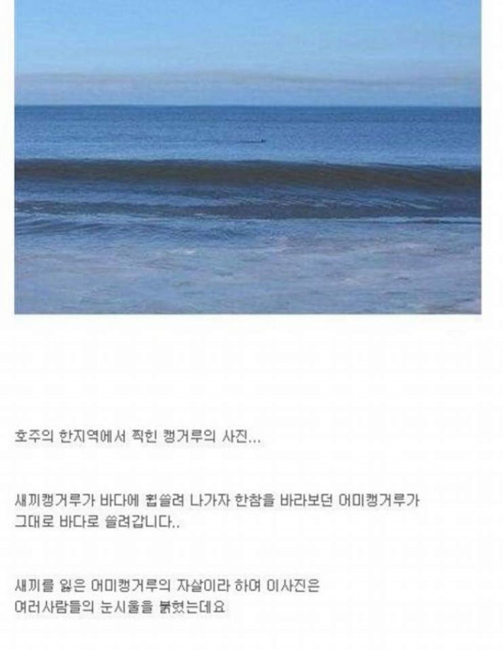 자살을 선택한 캥거루....... | 인스티즈