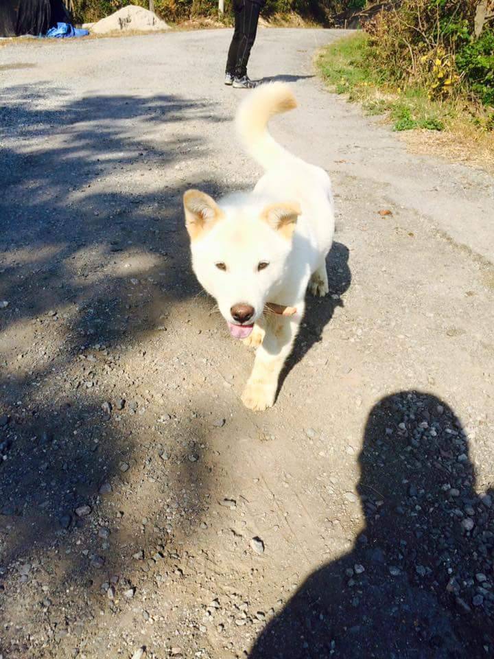 진도코기 | 인스티즈