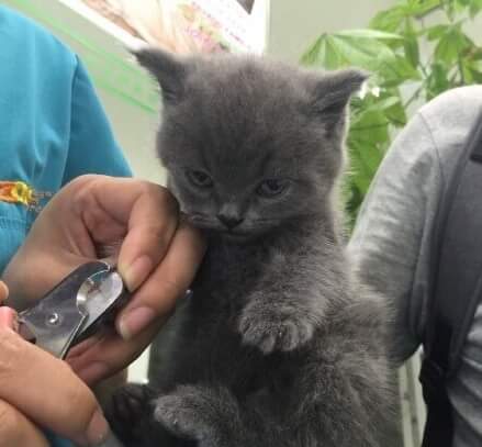 아기고양이가 굉장히 화남 | 인스티즈