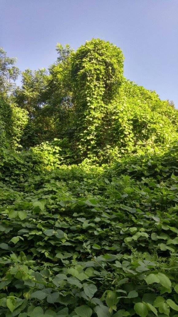 미국 생태계를 아작 내고 있는 한국산&아시아산 | 인스티즈