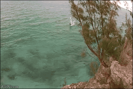 물놀이는 역시 다이빙이지 | 인스티즈