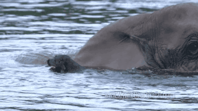 코끼리와 개의 우정 | 인스티즈