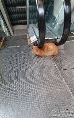 이제 고양이들이 마찰열을 이용하기 시작했다!!!!! | 인스티즈