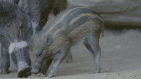 왕왕왕귀여운 아기멧돼지의 간식시간 | 인스티즈