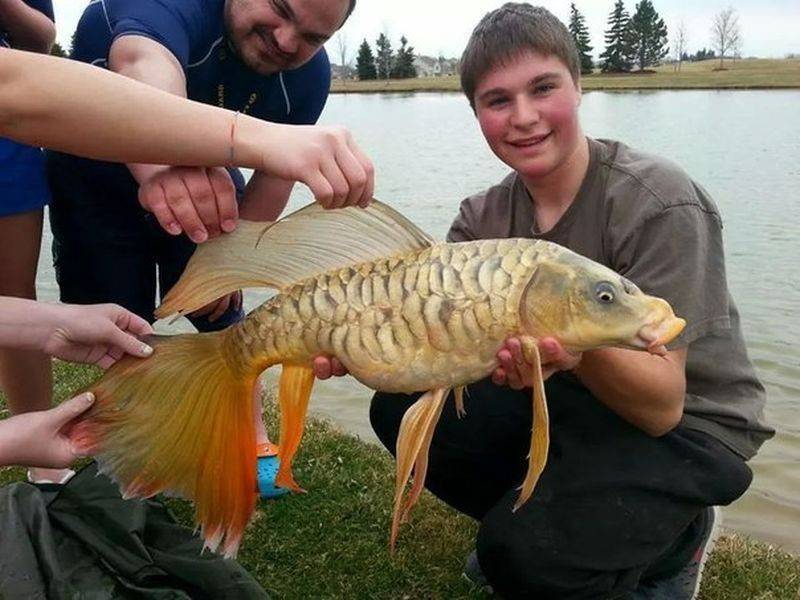 미국 생태계를 아작 내고 있는 한국산&아시아산 | 인스티즈