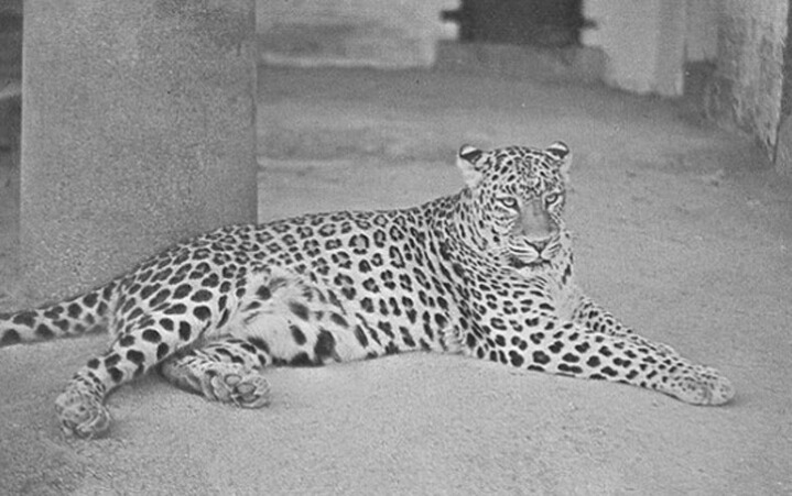 우리나라 마지막 표범 | 인스티즈