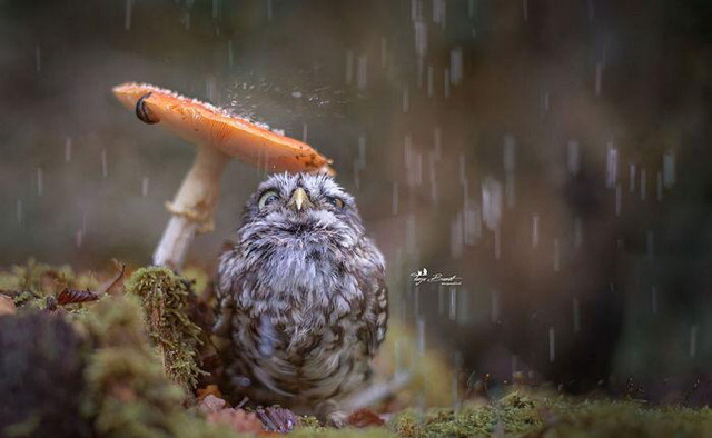 올빼미의 비 피하는 방법 (심장주의) | 인스티즈