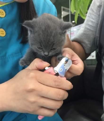 아기고양이가 굉장히 화남 | 인스티즈