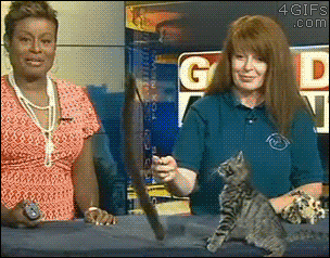 아기고양이들 구경하세요~♡ | 인스티즈