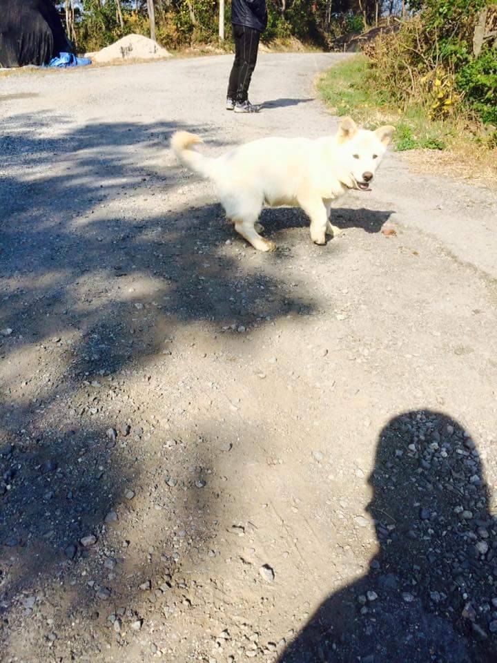 진도코기 | 인스티즈