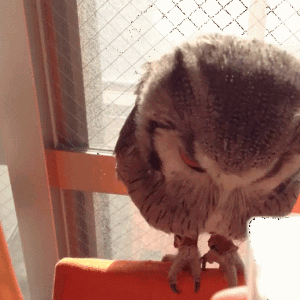 부엉이 키우는 방법.gif | 인스티즈