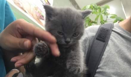 아기고양이가 굉장히 화남 | 인스티즈