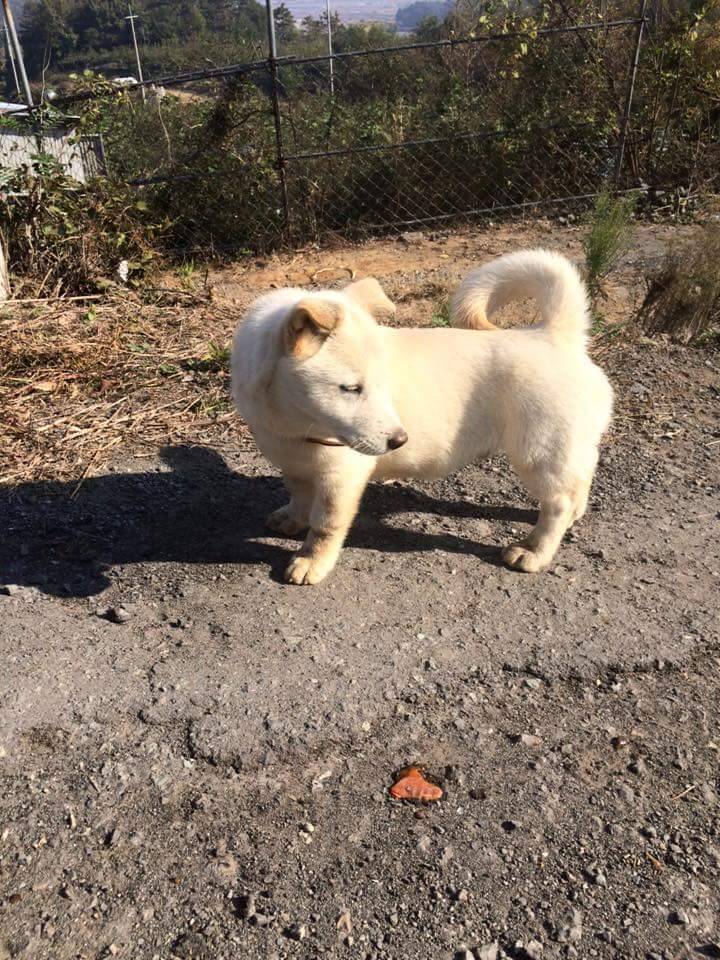 진도코기 | 인스티즈