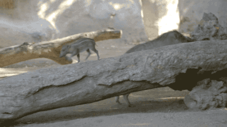 왕왕왕귀여운 아기멧돼지의 간식시간 | 인스티즈