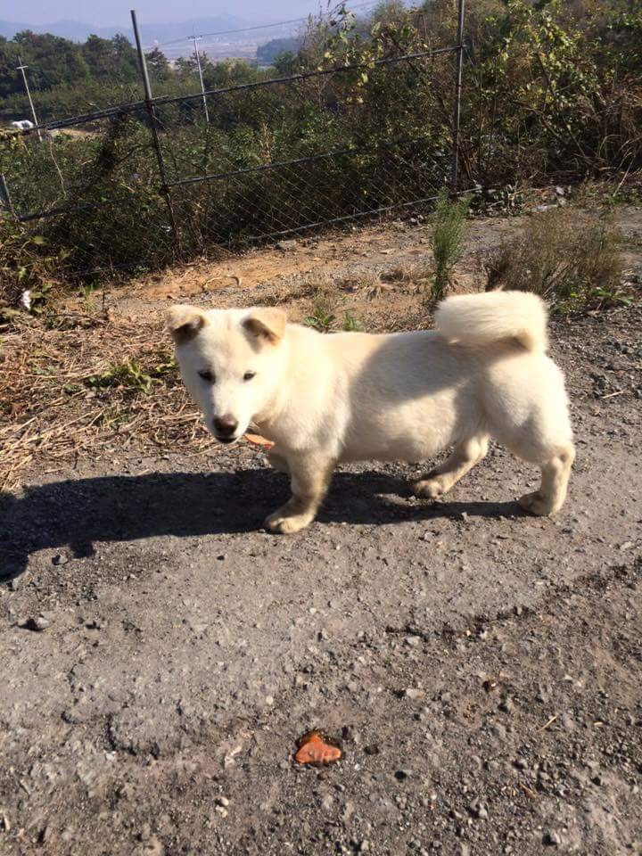 진도코기 | 인스티즈