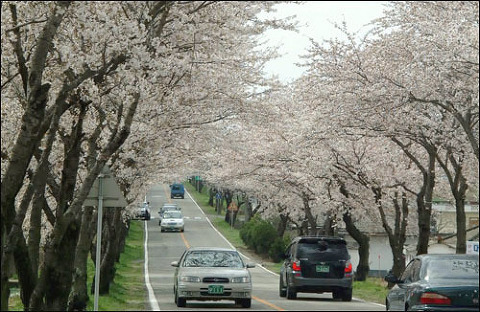 여자친구와 함께 떠나는 국내 최고의 벚꽃드라이브코스 | 인스티즈