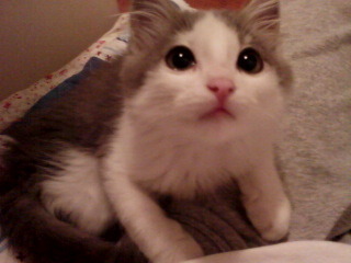 아니?! 세상에 동물말멀이 생겼다니?!! | 인스티즈