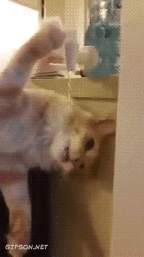 [데이터주의] 진심 무슨 생각하는지 궁금한 동물甲 - 3 | 인스티즈